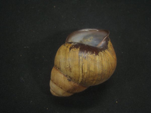 画像3: フクレゴシキマイマイ (3)