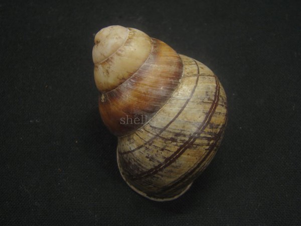 画像2: クリスジゴシキマイマイ (2)