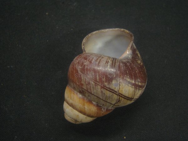 画像3: クリスジゴシキマイマイ (3)