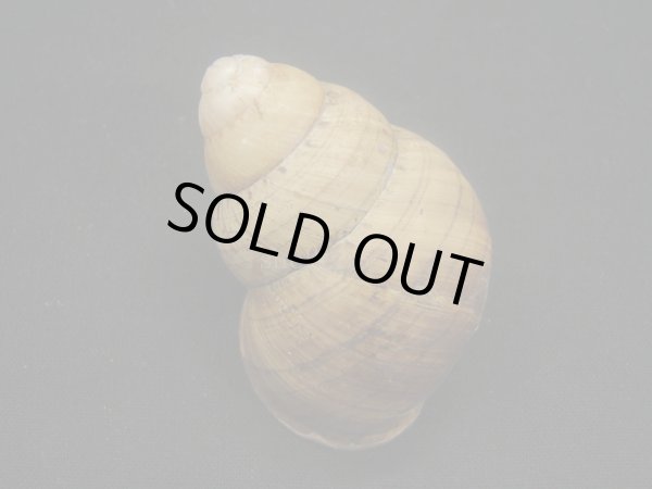 画像2: クリスジゴシキマイマイ (2)