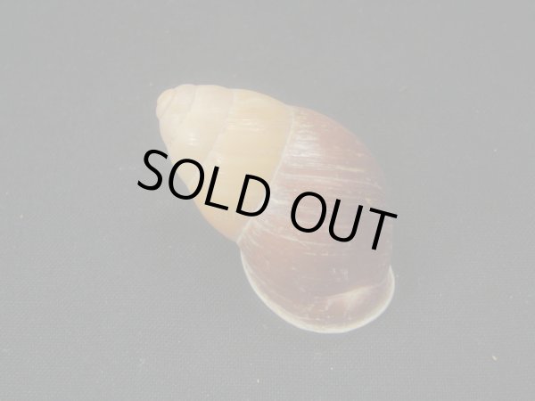 画像2: ヒギンスタケノコマイマイ (2)