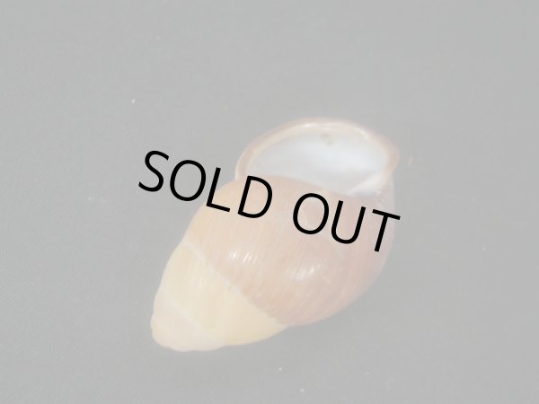 画像3: ヒギンスタケノコマイマイ (3)