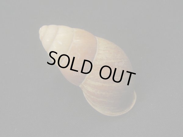 画像2: ヒギンスタケノコマイマイ　大 (2)