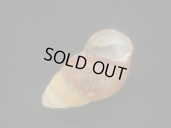 画像3: ヒギンスタケノコマイマイ　大 (3)