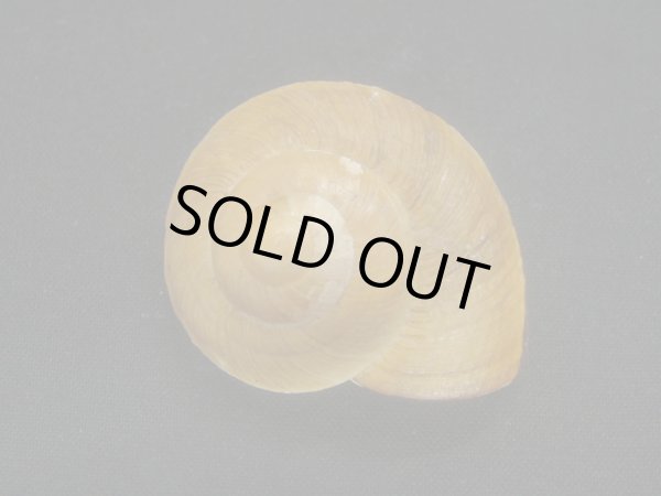 画像2: スミスオオマイマイ (2)