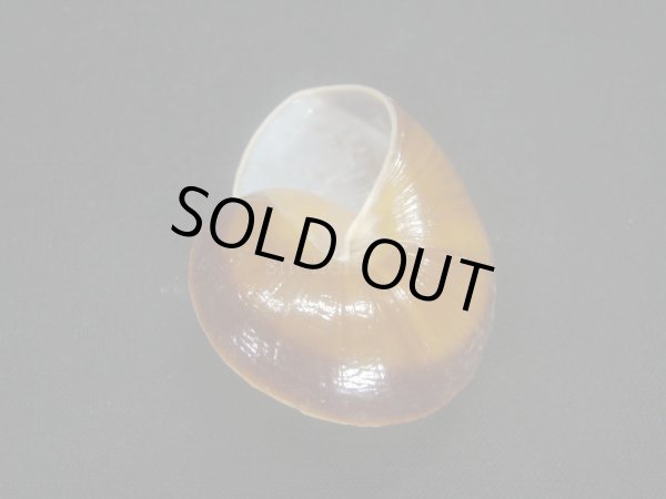 画像3: スミスオオマイマイ (3)