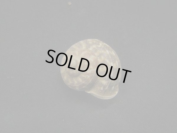 画像2: ミダレシマヒメヤマタニシ　蓋付き (2)