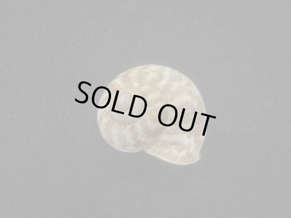 画像2: ミダレシマヒメヤマタニシ　蓋付き (2)