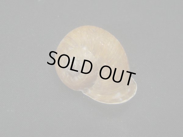 画像2: Cylophorus egregius　蓋付き (2)