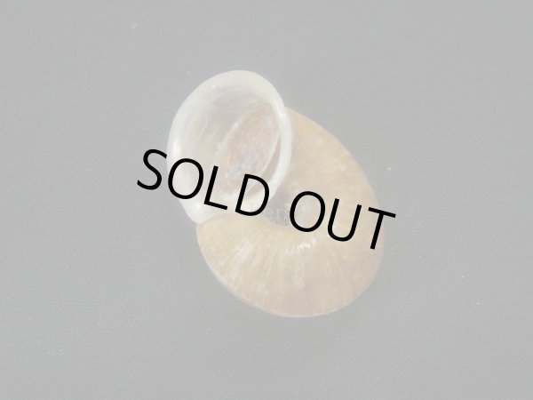 画像3: Cylophorus egregius　蓋付き (3)