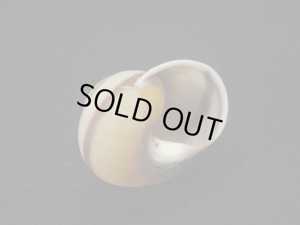 画像2: スソグロアオタニシマイマイ (2)