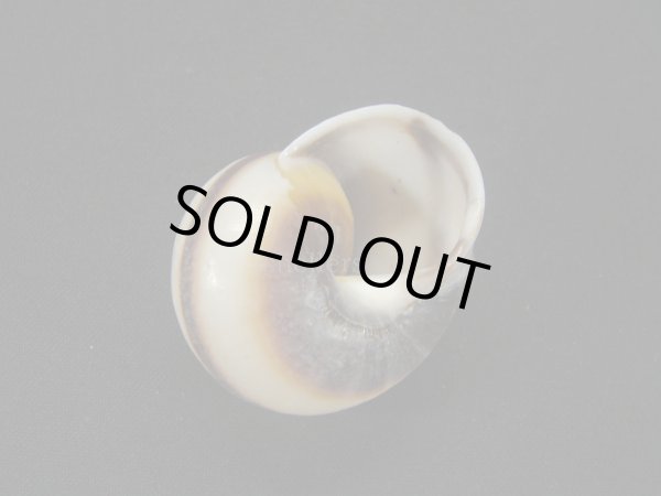 画像2: スソグロアオタニシマイマイ (2)