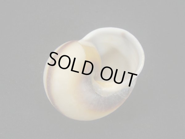 画像2: スソグロアオタニシマイマイ (2)