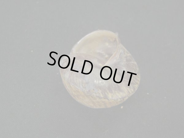 画像2: マダラカスリマイマイ (2)