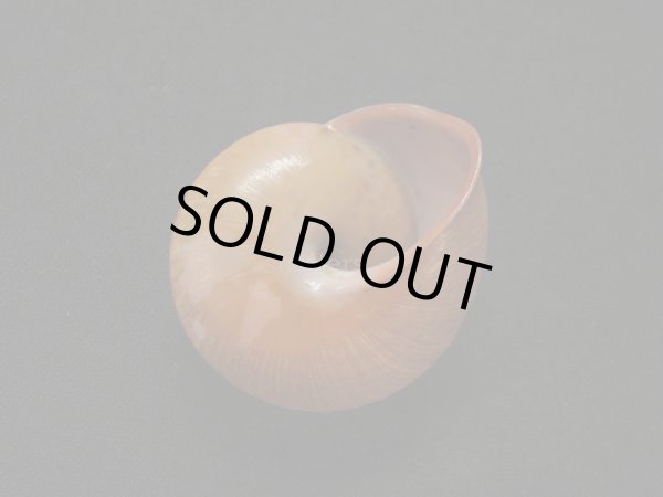 画像2: アカネマダラカスリマイマイ (2)