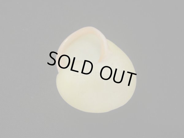 画像2: キイロオマツリマイマイ　美品 (2)