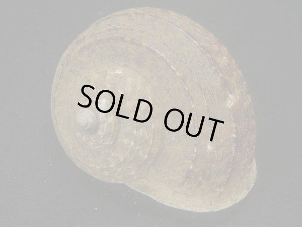 画像2: Cylophorus egregius　特老成　特大　蓋付き (2)