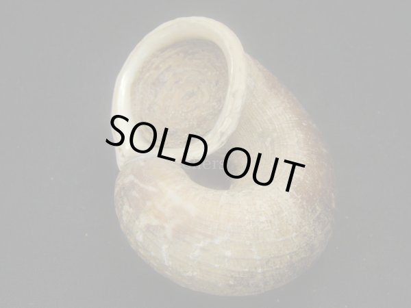 画像3: Cylophorus egregius　特老成　特大　蓋付き (3)