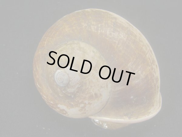 画像2: Cylophorus egregius　特老成　特大　ピンクリップ　蓋付き (2)