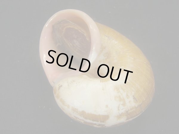 画像3: Cylophorus egregius　特老成　特大　ピンクリップ　蓋付き (3)