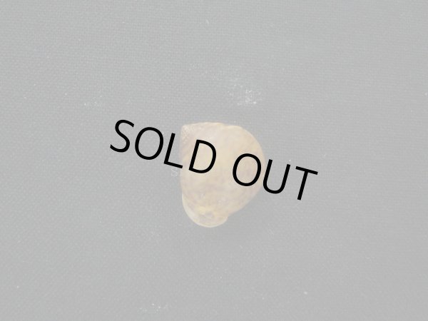 画像2: ヒネリシイノミガイ（カドバリヒラシイノミガイ） (2)