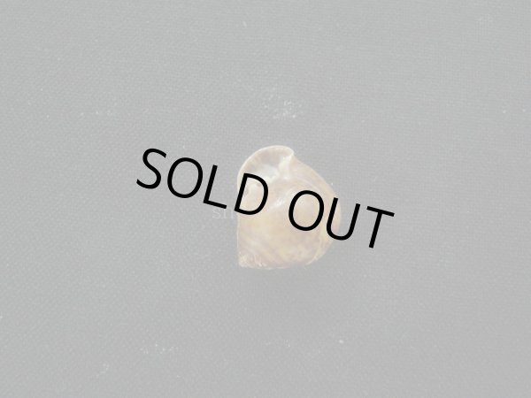 画像3: ヒネリシイノミガイ（カドバリヒラシイノミガイ） (3)