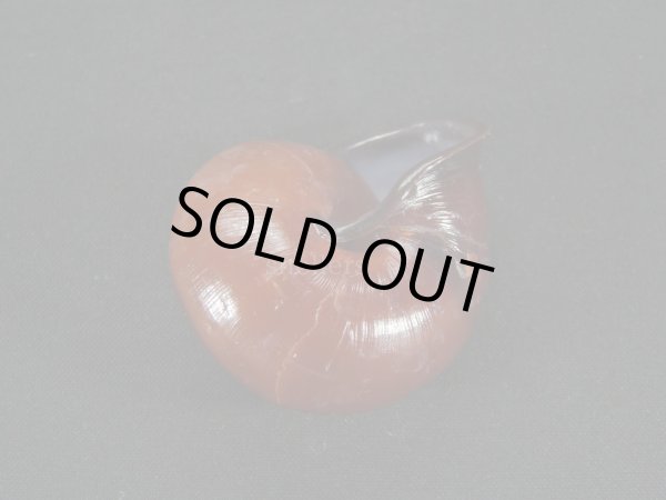 画像2: チョコレートマイマイ 大 濃色 (2)