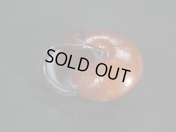 画像3: チョコレートマイマイ 大 濃色 (3)