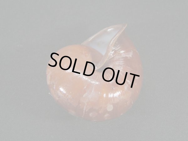 画像2: チョコレートマイマイ 大 濃色 (2)