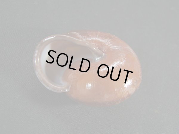 画像3: チョコレートマイマイ 大 濃色 (3)