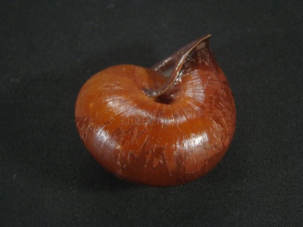 画像2: チョコレートマイマイ　大 (2)