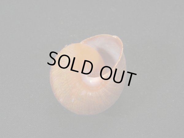 画像2: アカネマダラカスリマイマイ (2)