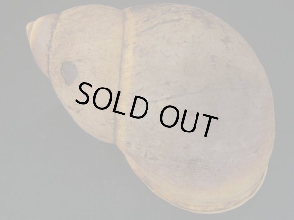 画像2: アラハダオオアカマイマイ（Megalobulimus popelairianus）濃色 (2)