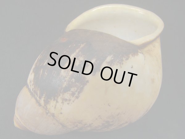 画像3: アラハダオオアカマイマイ（Megalobulimus popelairianus）濃色 (3)