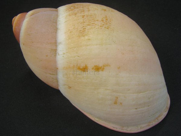 画像2: Megalobulimus lopesi Leme 特老成 美品 (2)