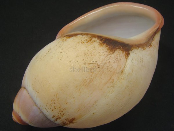 画像3: Megalobulimus lopesi Leme 特老成 美品 (3)