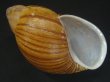 画像1: Megalobulimus chianostoma (1)