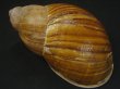 画像2: Megalobulimus chianostoma (2)
