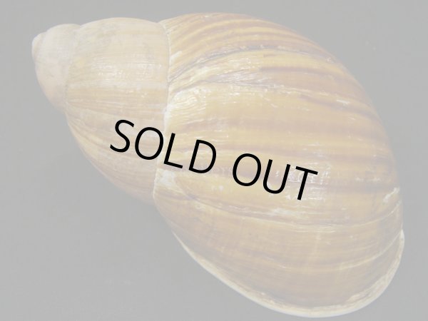 画像2: Megalobulimus chianostoma (2)