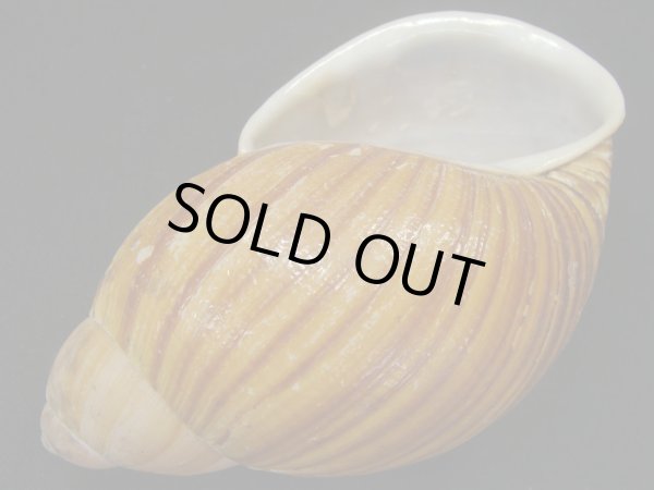 画像3: Megalobulimus chianostoma (3)