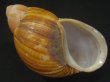 画像1: Megalobulimus chianostoma　特老成 (1)