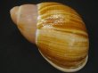 画像2: Megalobulimus chianostoma　特老成 (2)