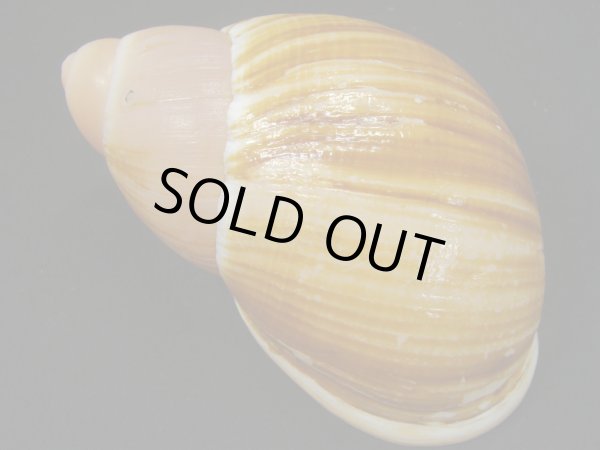 画像2: Megalobulimus chianostoma 特老成 (2)