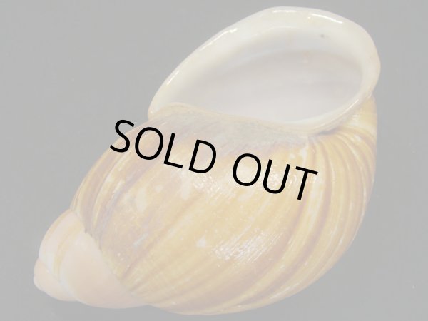 画像3: Megalobulimus chianostoma 特老成 (3)