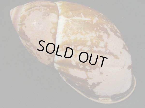 画像2: Megalobulimus aff. grandis　大 (2)