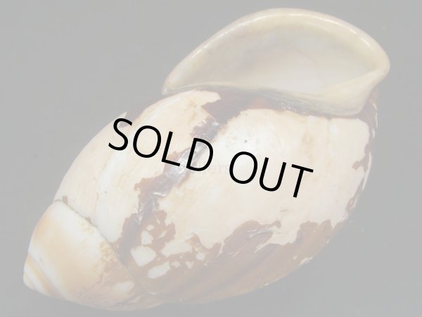 画像3: Megalobulimus aff. grandis　大 (3)