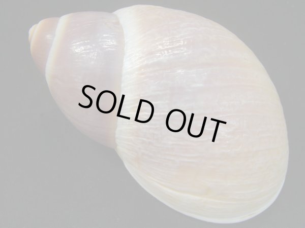 画像2: Megalobulimus gummatus (2)