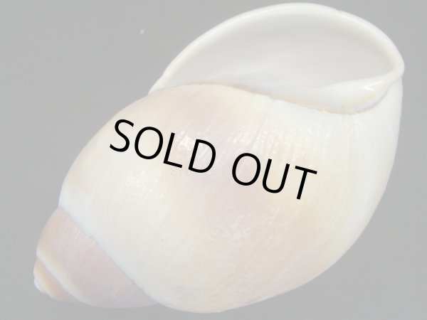 画像3: Megalobulimus gummatus (3)