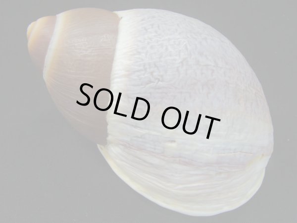 画像2: Megalobulimus gummatus 老成 (2)