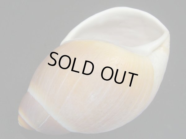 画像3: Megalobulimus gummatus 老成 (3)